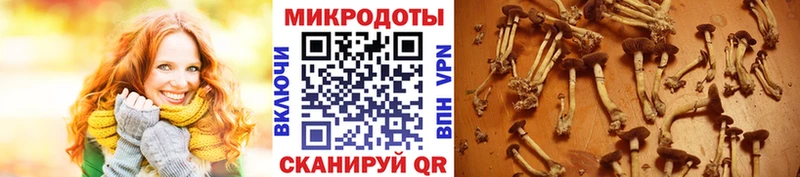 Галлюциногенные грибы Cubensis  Новочебоксарск 